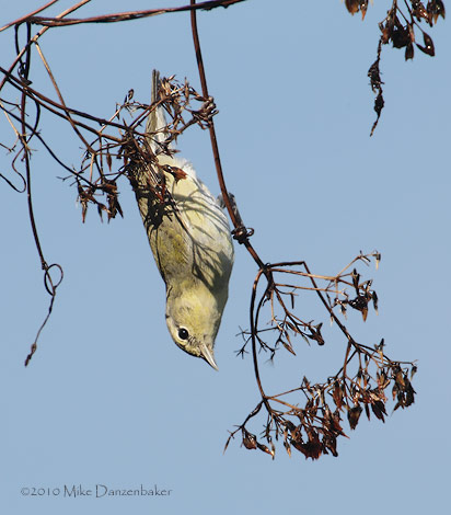 Tennessee Warbler (Oreothlypis peregrina) photo image