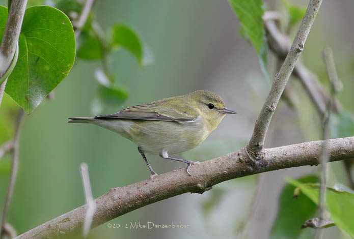 Tennessee Warbler (Oreothlypis peregrina) photo image