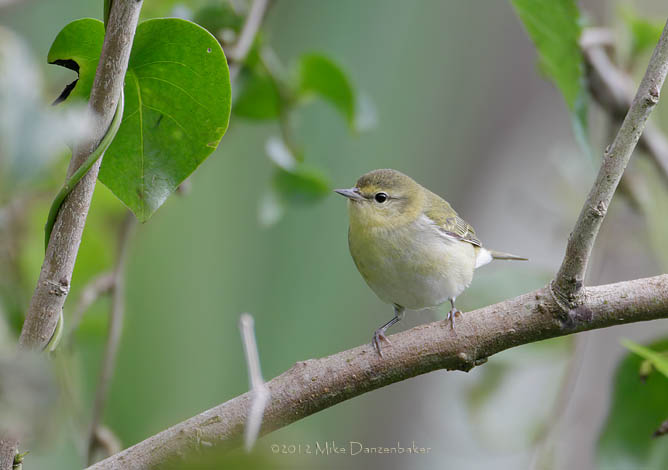 Tennessee Warbler (Oreothlypis peregrina) photo image