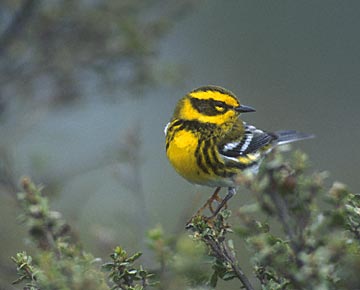 Townsend's Warbler (Dendroica townsendi) photo image