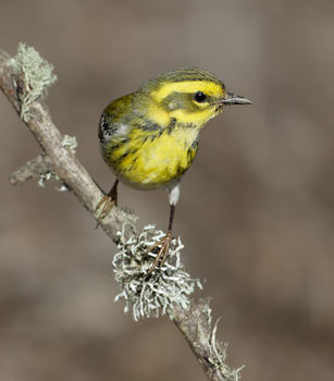 Townsend's Warbler (Dendroica townsendi) photo image