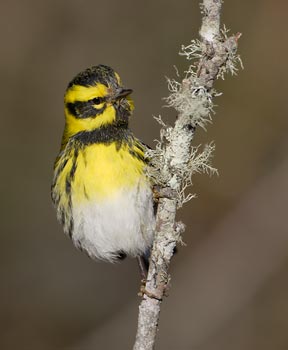Townsend's Warbler (Dendroica townsendi) photo image