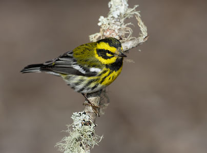 Townsend's Warbler (Dendroica townsendi) photo image