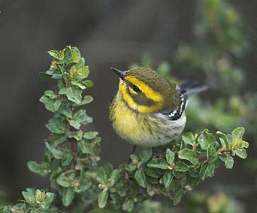 Townsend's Warbler (Dendroica townsendi) photo image