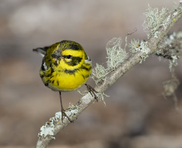 Townsend's Warbler (Dendroica townsendi) photo image