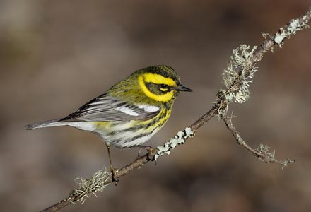 Townsend's Warbler (Dendroica townsendi) photo image