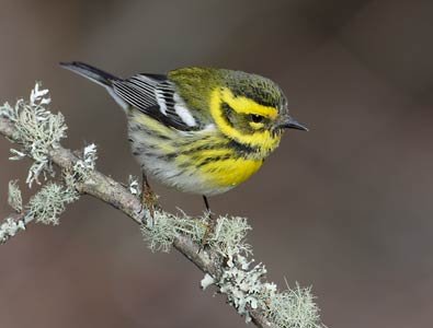 Townsend's Warbler (Dendroica townsendi) photo image