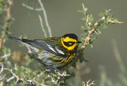 Townsend's Warbler (Dendroica townsendi) photo image