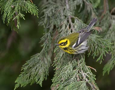 Townsend's Warbler (Dendroica townsendi) photo image
