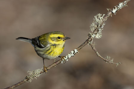 Townsend's Warbler (Dendroica townsendi) photo image