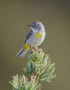 Virginia's Warbler (Oreothlypis virginiae) photo image