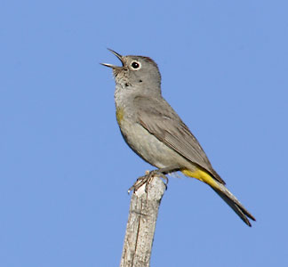 Virginia's Warbler (Oreothlypis virginiae) photo image