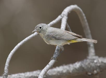 Virginia's Warbler (Oreothlypis virginiae) photo image