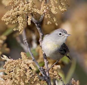 Virginia's Warbler (Oreothlypis virginiae) photo image