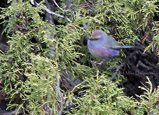 White-browed Tit-warbler (Leptopoecile sophiae) photo image