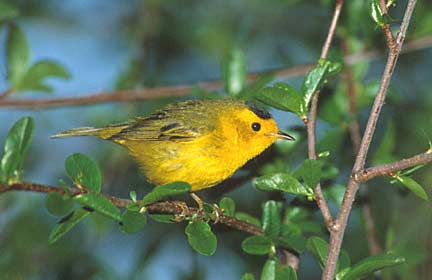 Wilson's Warbler (Wilsonia pusilla) photo image