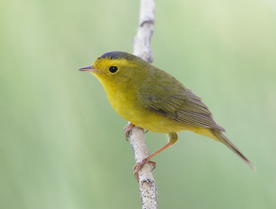 Wilson's Warbler (Wilsonia pusilla) photo image