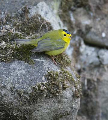 Wilson's Warbler (Wilsonia pusilla) photo image