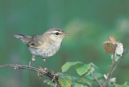 Willow Warbler (Phylloscopus trochilus) photo image