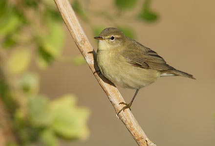 Willow Warbler (Phylloscopus trochilus) photo