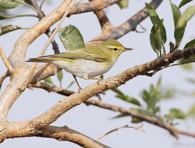 Wood Warbler (Phylloscopus sibilatrix) photo image