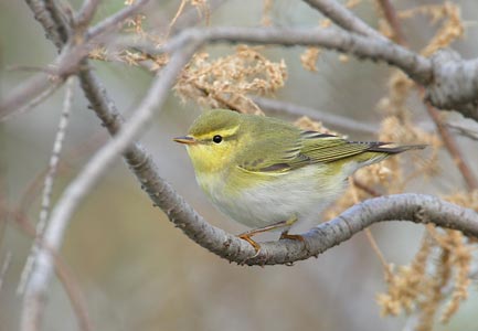 Wood Warbler (Phylloscopus sibilatrix) photo image