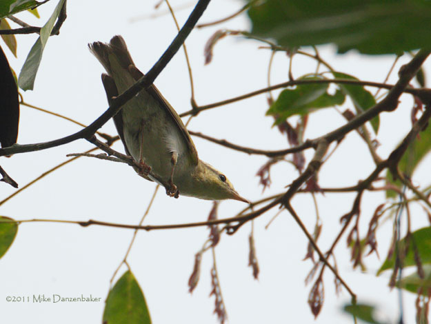 Wood Warbler (Phylloscopus sibilatrix) photo image