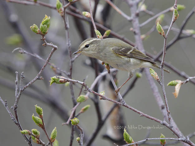 Yellow-browed Warbler (Phylloscopus inornatus) photo image