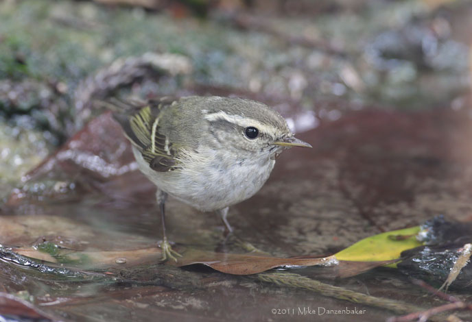 Yellow-browed Warbler (Phylloscopus inornatus) photo image