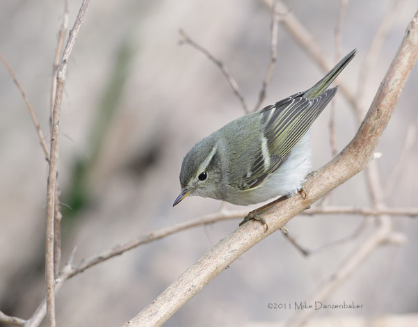 Yellow-browed Warbler (Phylloscopus inornatus) photo image
