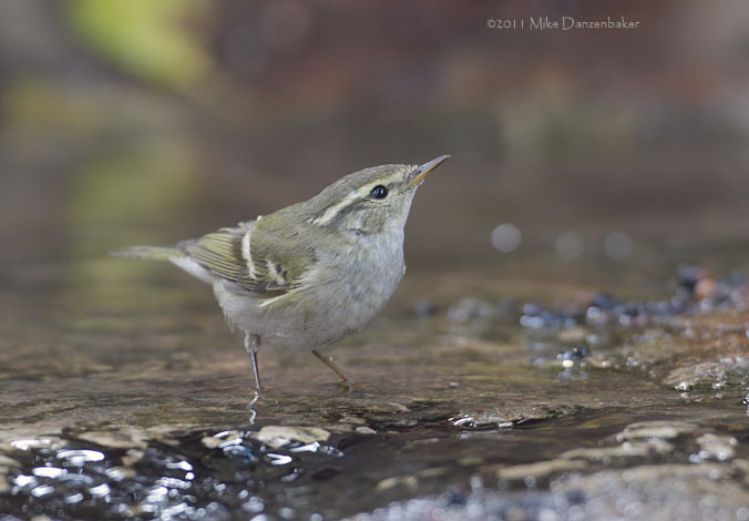 Yellow-browed Warbler (Phylloscopus inornatus) photo image