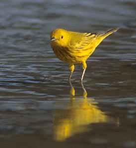 Yellow Warbler (Dendroica aestiva) photo image