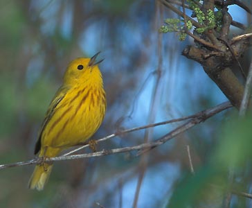 Yellow Warbler (Dendroica aestiva) photo image