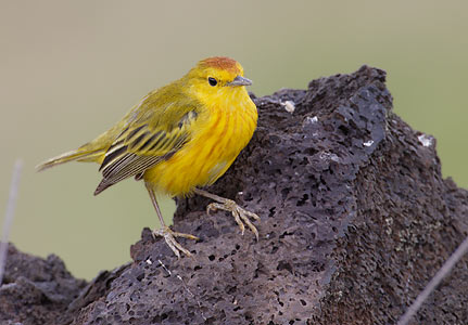 American Yellow Warbler (Dendroica aestiva) photo