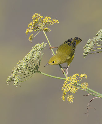 Yellow Warbler (Dendroica aestiva) photo image