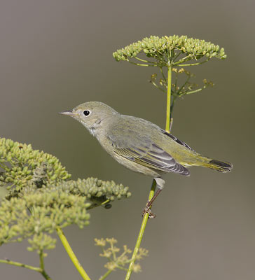 Yellow Warbler (Dendroica aestiva) photo image