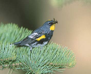 Myrtle Warbler (Dendroica coronata) photo image