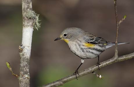 Myrtle Warbler (Dendroica coronata) photo image