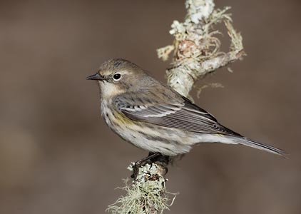 Myrtle Warbler (Dendroica coronata) photo image