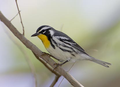 Yellow-throated Warbler (Dendroica dominica) photo image