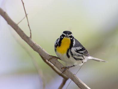 Yellow-throated Warbler (Dendroica dominica) photo image