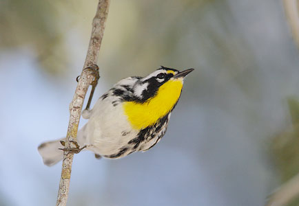 Yellow-throated Warbler (Dendroica dominica) photo