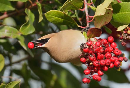 Cedar Waxwing (Bombycilla cedrorum) photo image