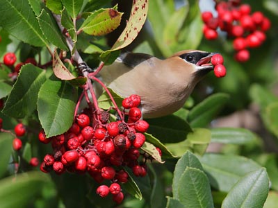 Cedar Waxwing (Bombycilla cedrorum) photo image