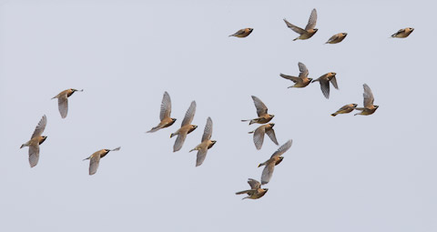 Cedar Waxwing (Bombycilla cedrorum) photo image