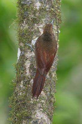Northern Barred Woodcreeper (Dendrocolaptes sanctithomae) photo