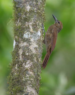 Northern Barred Woodcreeper (Dendrocolaptes sanctithomae) photo