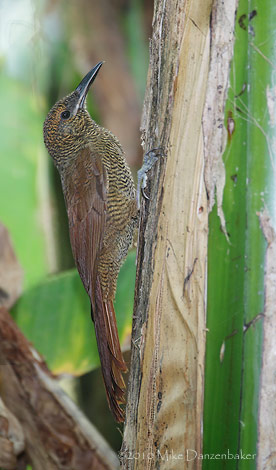 Northern Barred Woodcreeper (Dendrocolaptes sanctithomae) photo