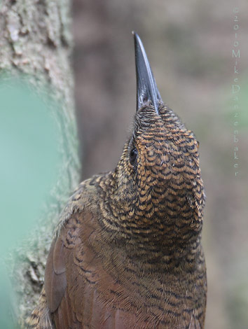 Northern Barred Woodcreeper (Dendrocolaptes sanctithomae) photo