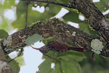 Black-striped Woodcreeper (Xiphorhynchus lachrymosus) photo image
